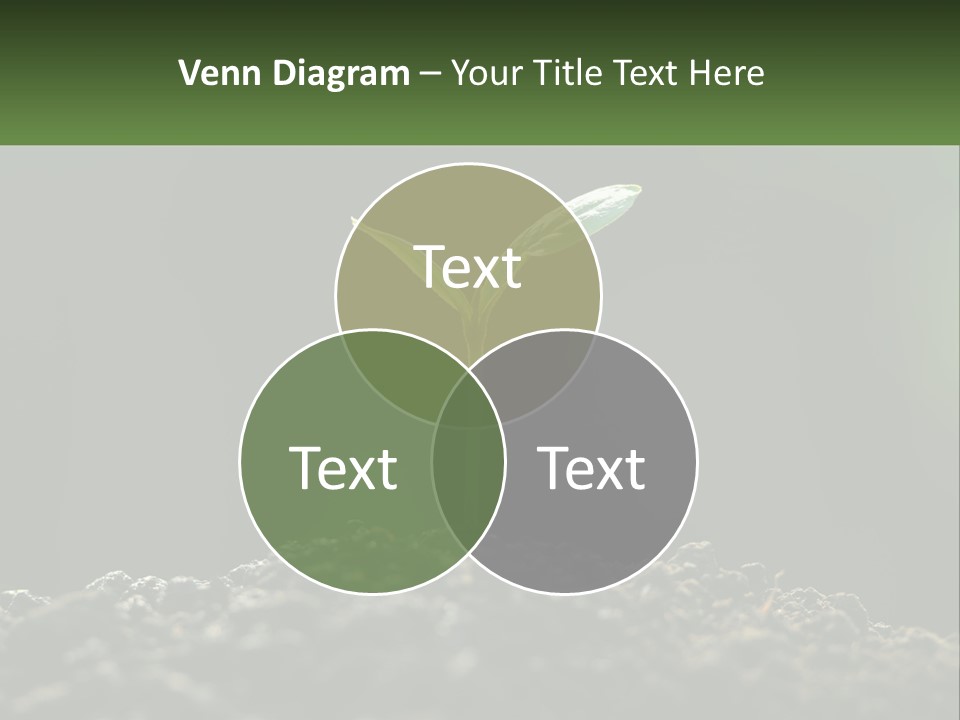 A Small Green Plant Sprouting From The Ground PowerPoint Template