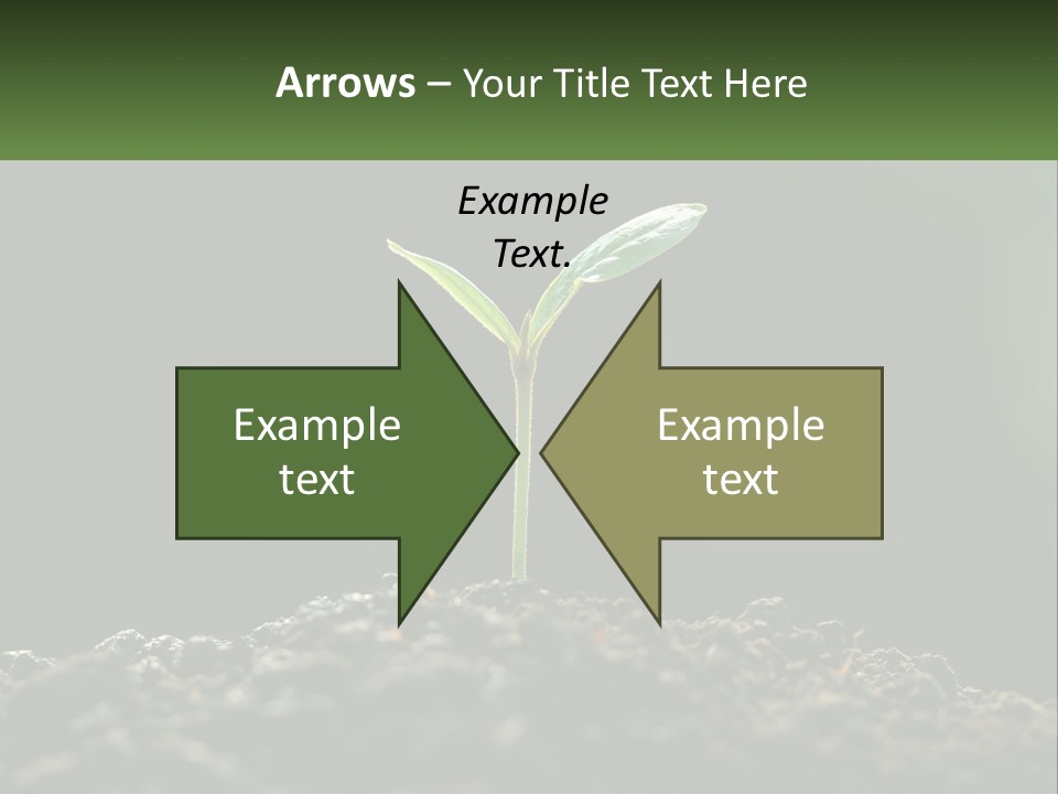 A Small Green Plant Sprouting From The Ground PowerPoint Template