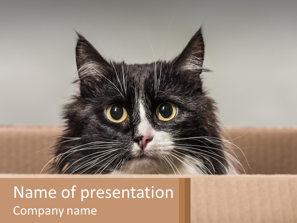 A Black And White Cat Sitting In A Cardboard Box PowerPoint Template