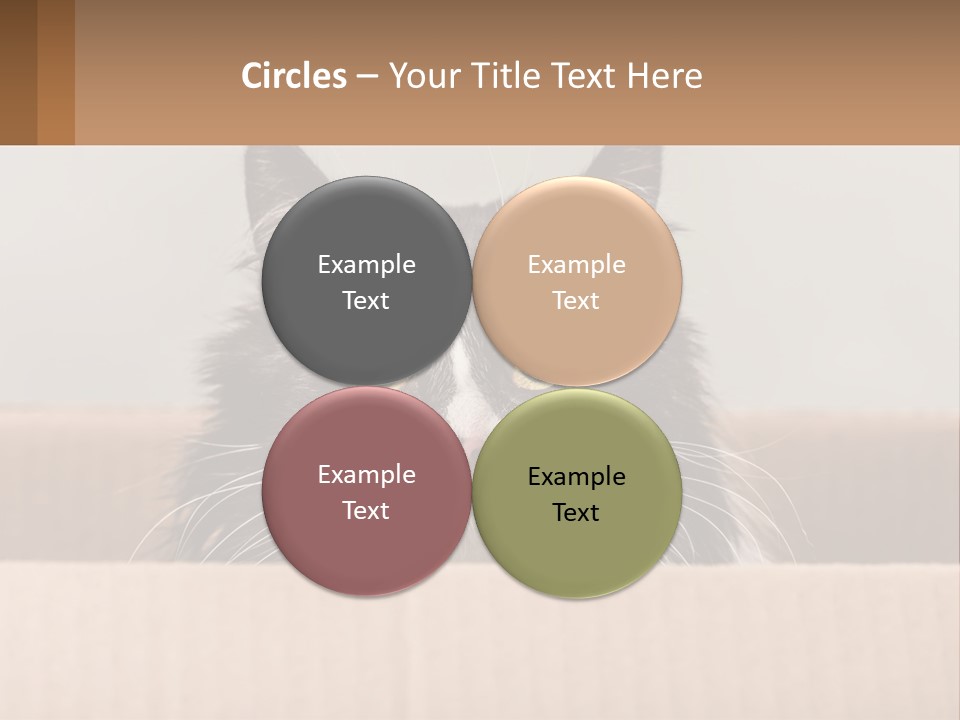 A Black And White Cat Sitting In A Cardboard Box PowerPoint Template
