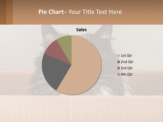 A Black And White Cat Sitting In A Cardboard Box PowerPoint Template