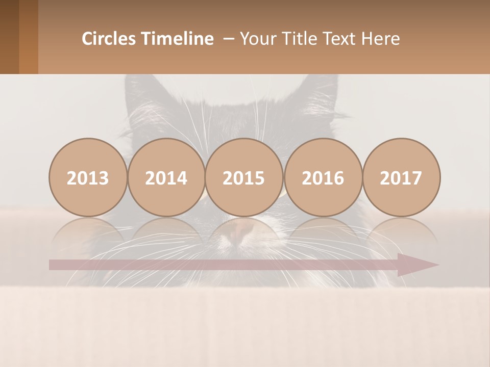 A Black And White Cat Sitting In A Cardboard Box PowerPoint Template