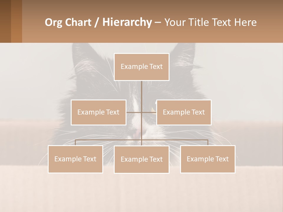 A Black And White Cat Sitting In A Cardboard Box PowerPoint Template