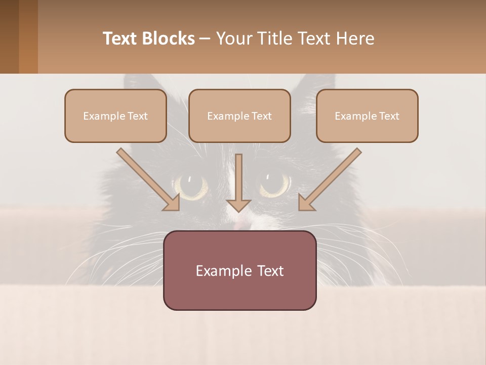 A Black And White Cat Sitting In A Cardboard Box PowerPoint Template