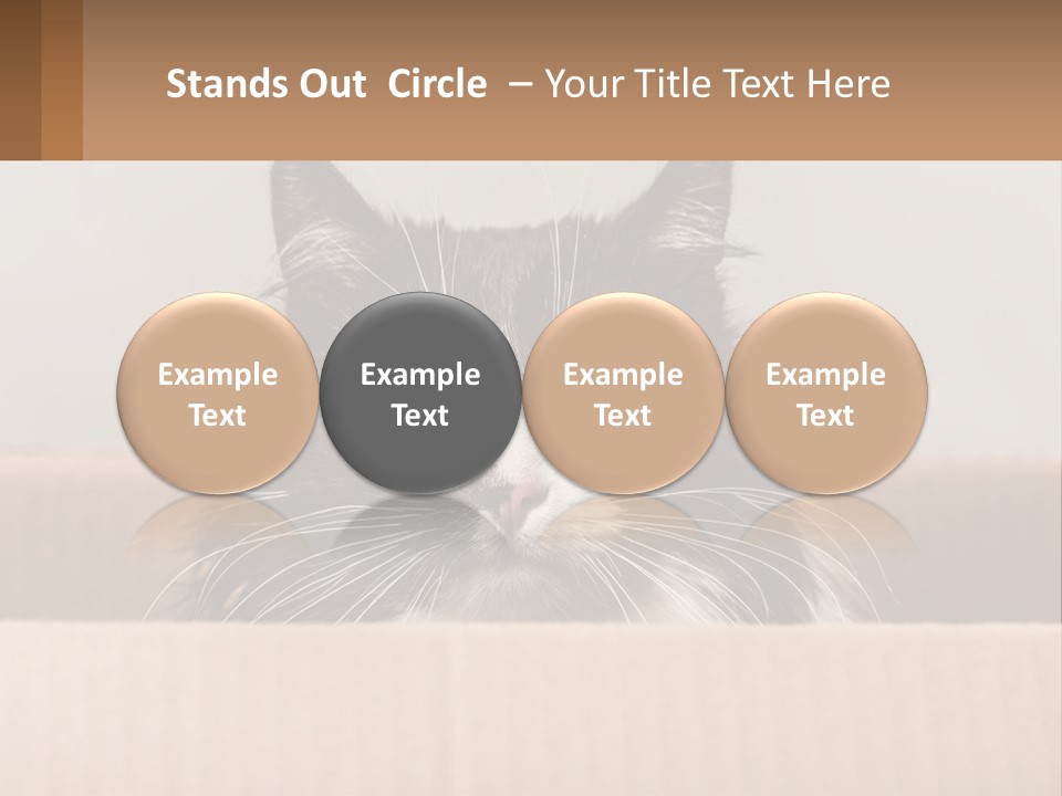 A Black And White Cat Sitting In A Cardboard Box PowerPoint Template