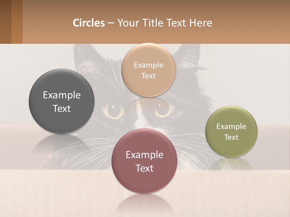 A Black And White Cat Sitting In A Cardboard Box PowerPoint Template