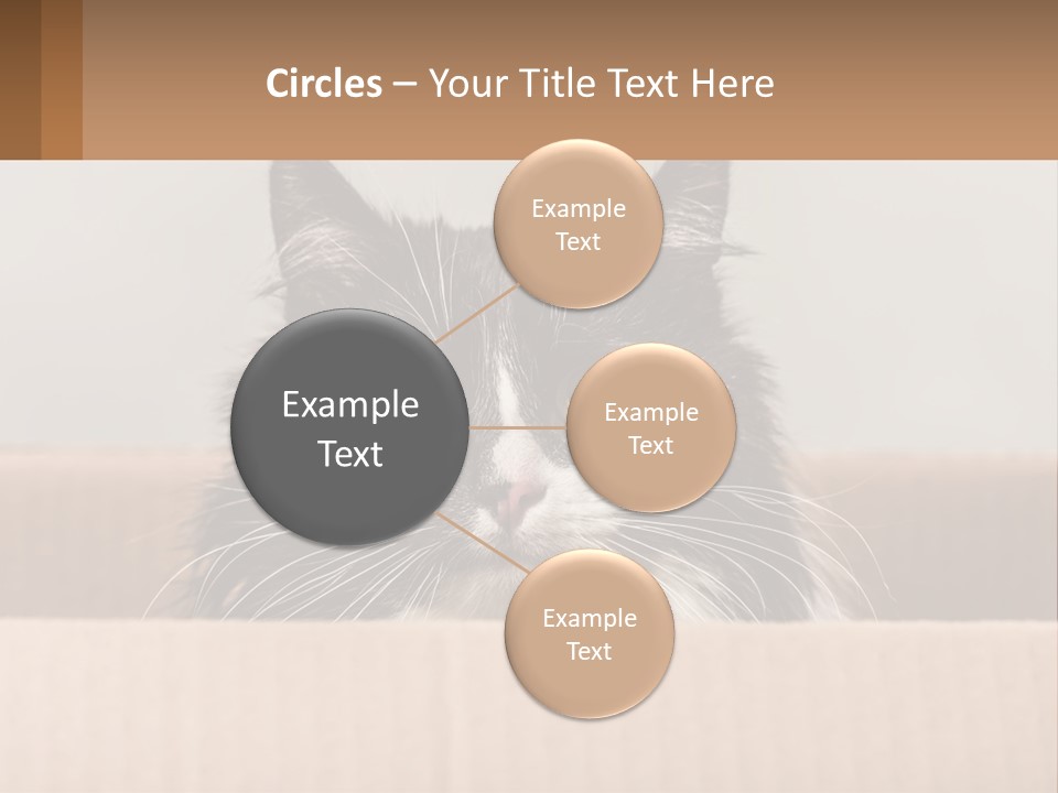 A Black And White Cat Sitting In A Cardboard Box PowerPoint Template