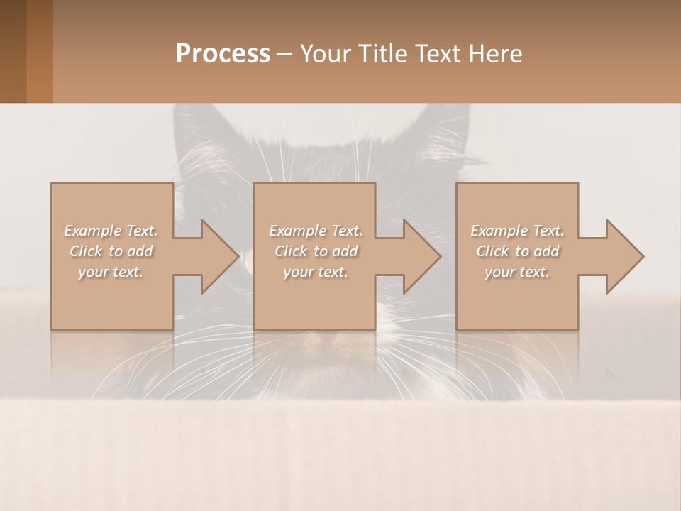 A Black And White Cat Sitting In A Cardboard Box PowerPoint Template