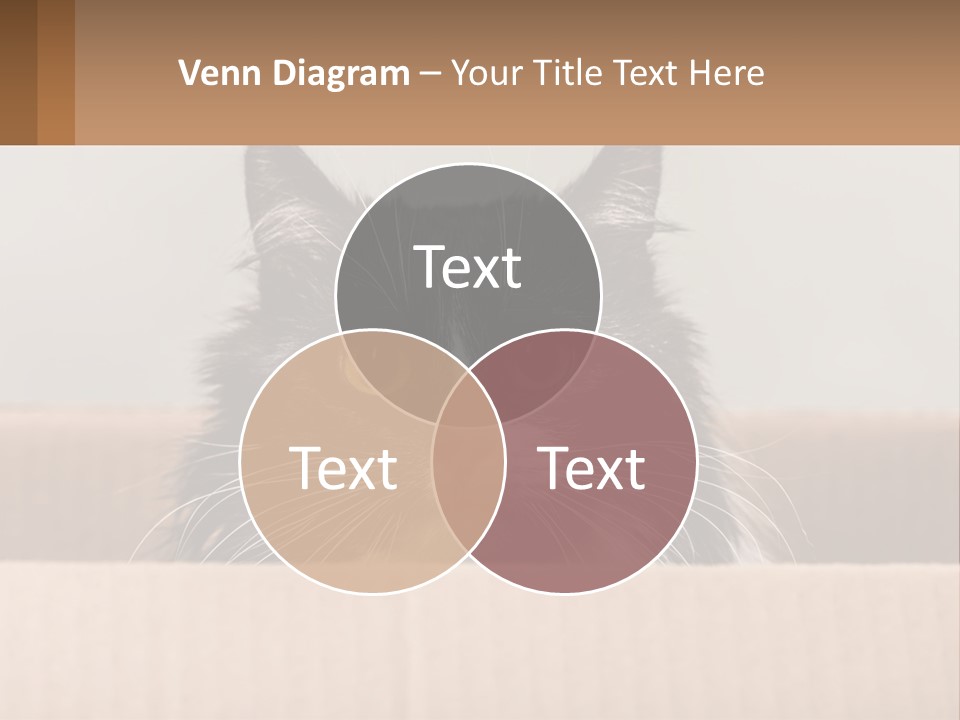 A Black And White Cat Sitting In A Cardboard Box PowerPoint Template