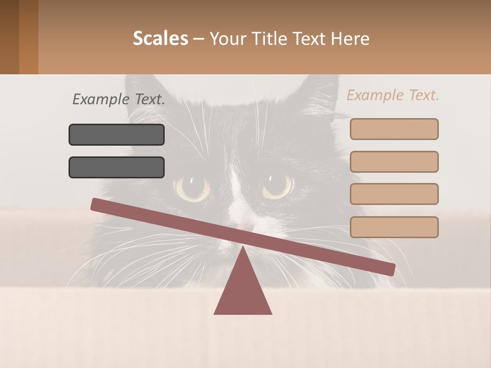 A Black And White Cat Sitting In A Cardboard Box PowerPoint Template
