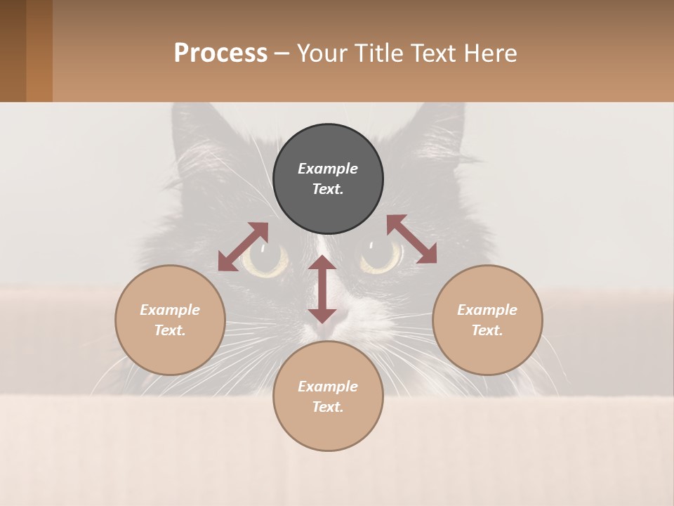 A Black And White Cat Sitting In A Cardboard Box PowerPoint Template
