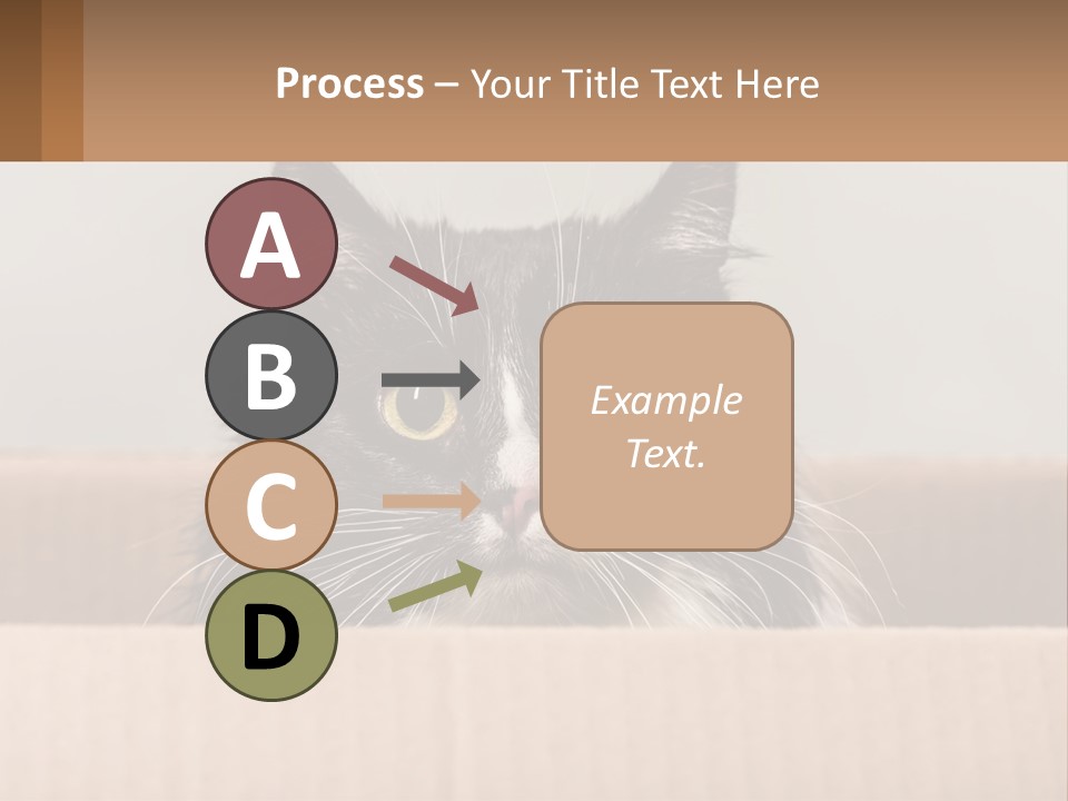 A Black And White Cat Sitting In A Cardboard Box PowerPoint Template