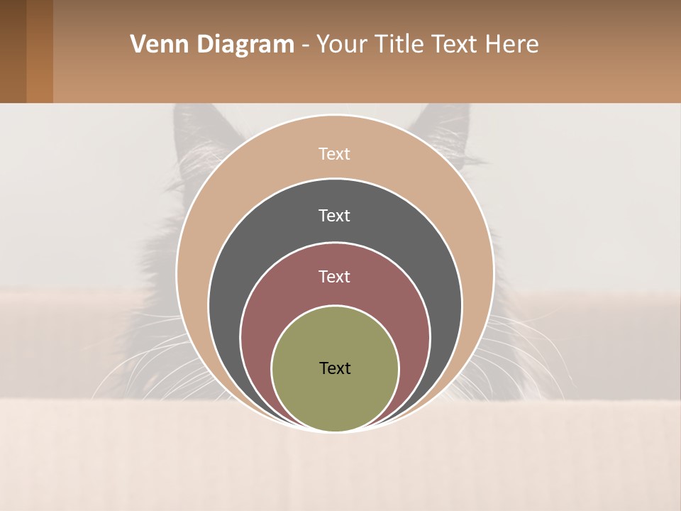 A Black And White Cat Sitting In A Cardboard Box PowerPoint Template