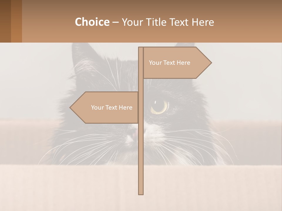 A Black And White Cat Sitting In A Cardboard Box PowerPoint Template