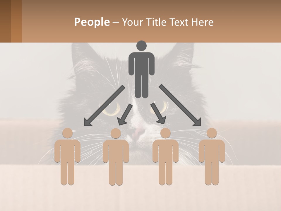 A Black And White Cat Sitting In A Cardboard Box PowerPoint Template