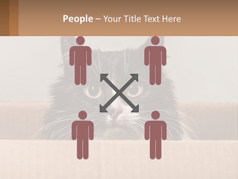 A Black And White Cat Sitting In A Cardboard Box PowerPoint Template