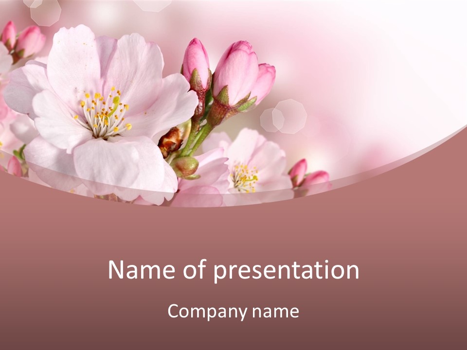 A Beautiful Pink Flower Powerpoint Presentation PowerPoint Template