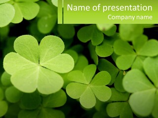 A Group Of Four Leaf Clovers With A Green Background PowerPoint Template