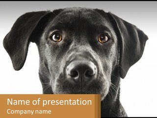 A Black Dog Is Looking At The Camera PowerPoint Template