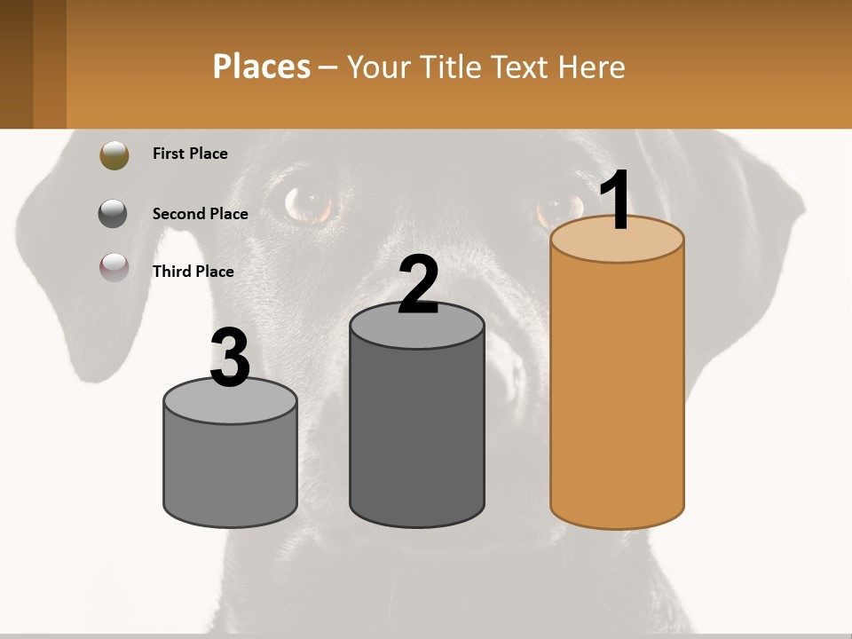 A Black Dog Is Looking At The Camera PowerPoint Template