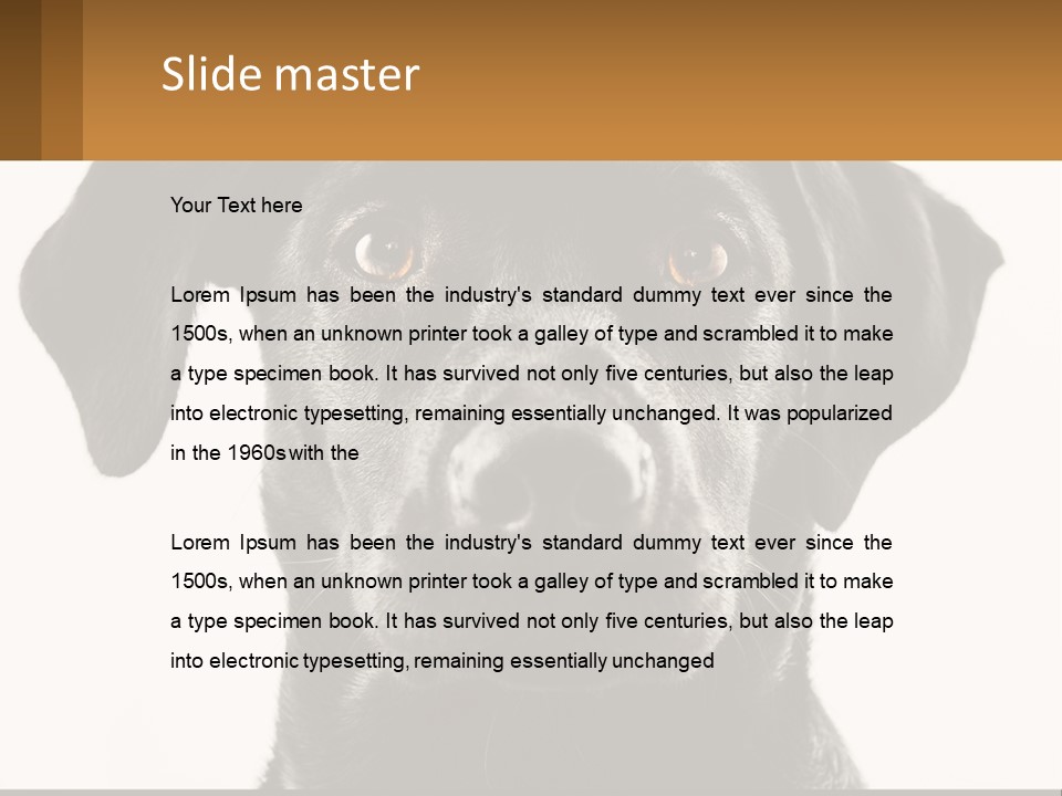 A Black Dog Is Looking At The Camera PowerPoint Template