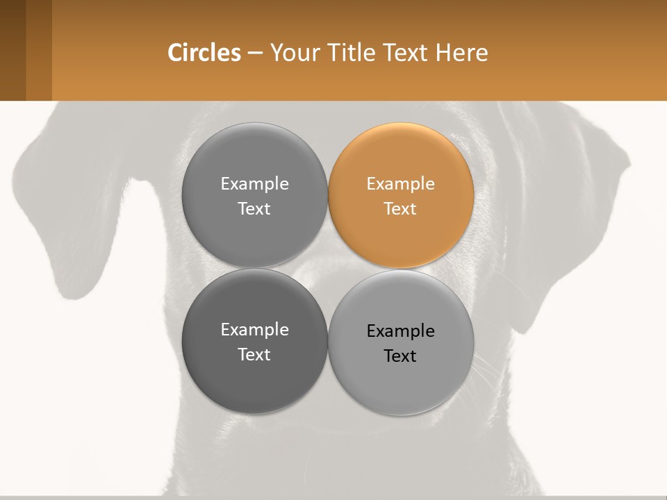 A Black Dog Is Looking At The Camera PowerPoint Template