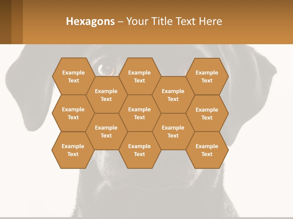A Black Dog Is Looking At The Camera PowerPoint Template