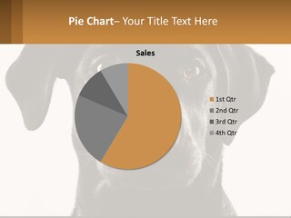 A Black Dog Is Looking At The Camera PowerPoint Template
