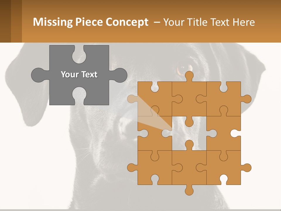 A Black Dog Is Looking At The Camera PowerPoint Template