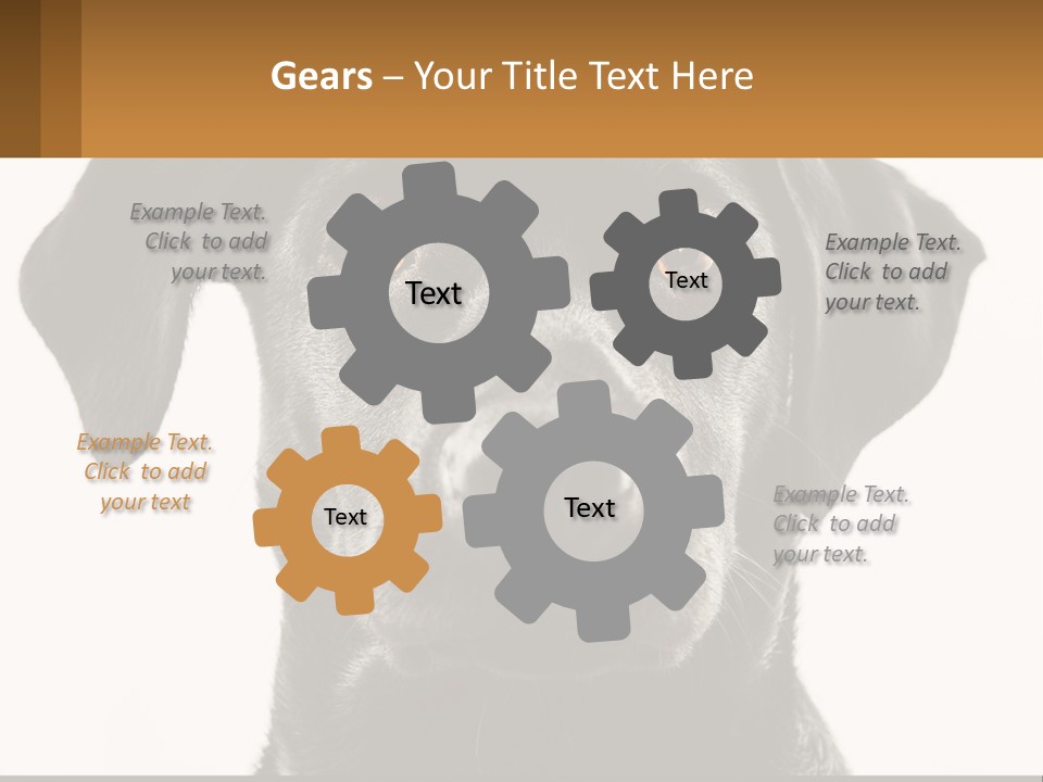 A Black Dog Is Looking At The Camera PowerPoint Template