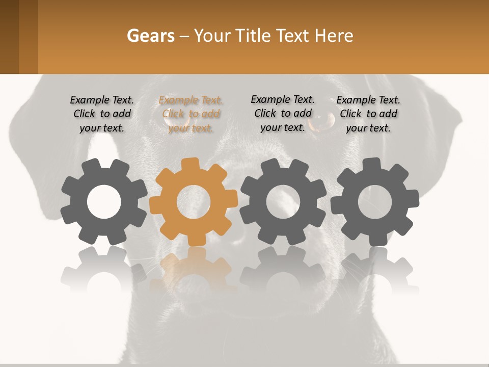 A Black Dog Is Looking At The Camera PowerPoint Template