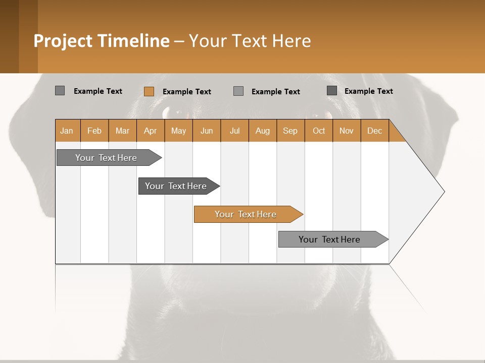 A Black Dog Is Looking At The Camera PowerPoint Template