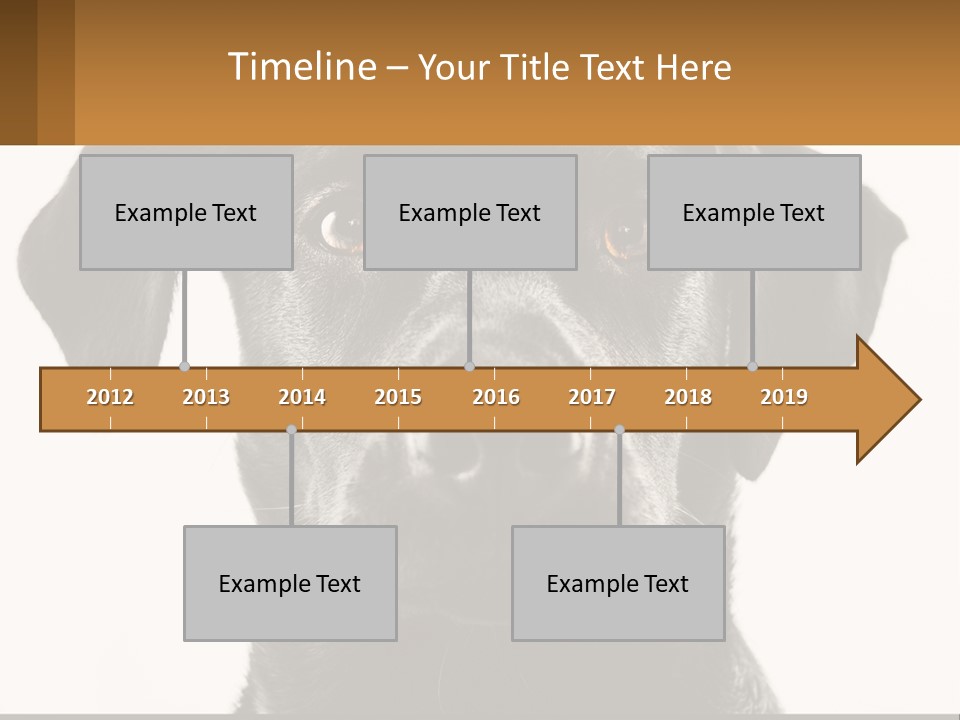 A Black Dog Is Looking At The Camera PowerPoint Template
