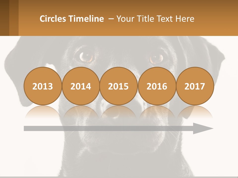 A Black Dog Is Looking At The Camera PowerPoint Template
