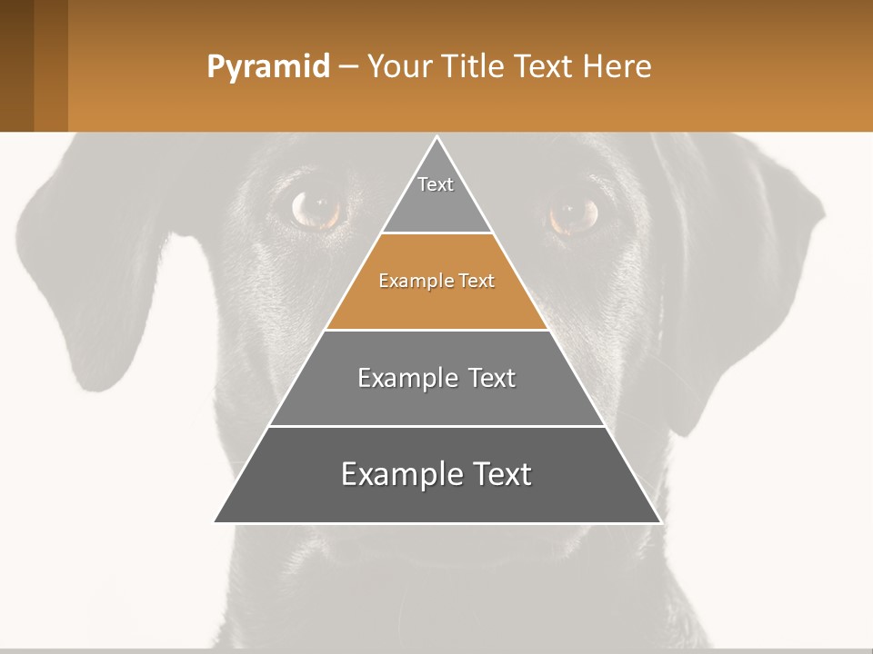 A Black Dog Is Looking At The Camera PowerPoint Template