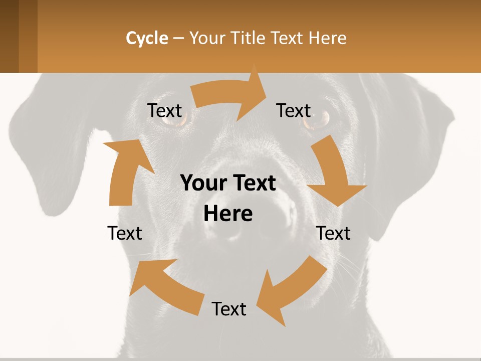 A Black Dog Is Looking At The Camera PowerPoint Template