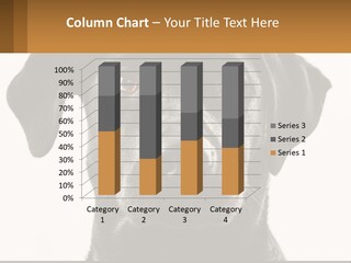 A Black Dog Is Looking At The Camera PowerPoint Template