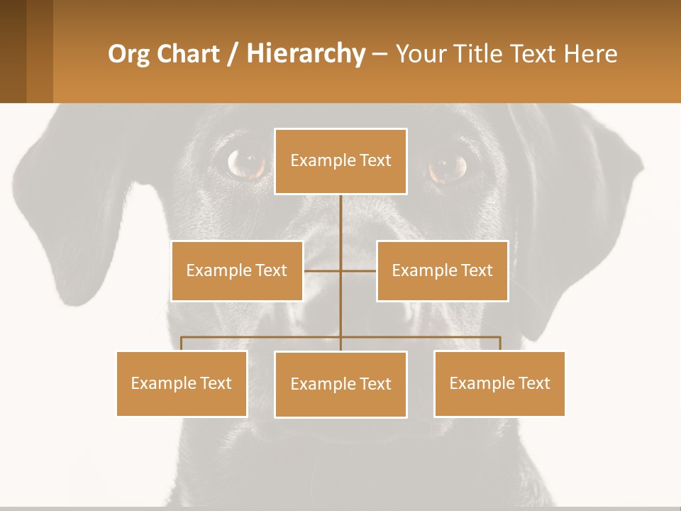 A Black Dog Is Looking At The Camera PowerPoint Template