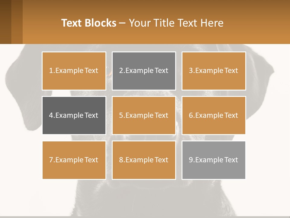 A Black Dog Is Looking At The Camera PowerPoint Template