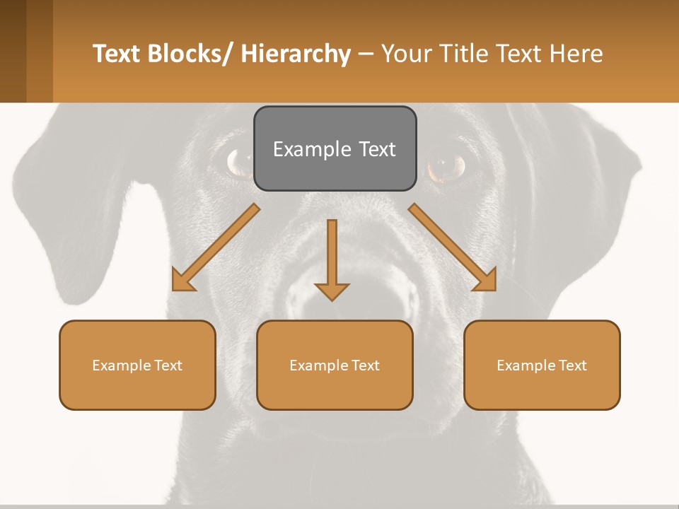 A Black Dog Is Looking At The Camera PowerPoint Template