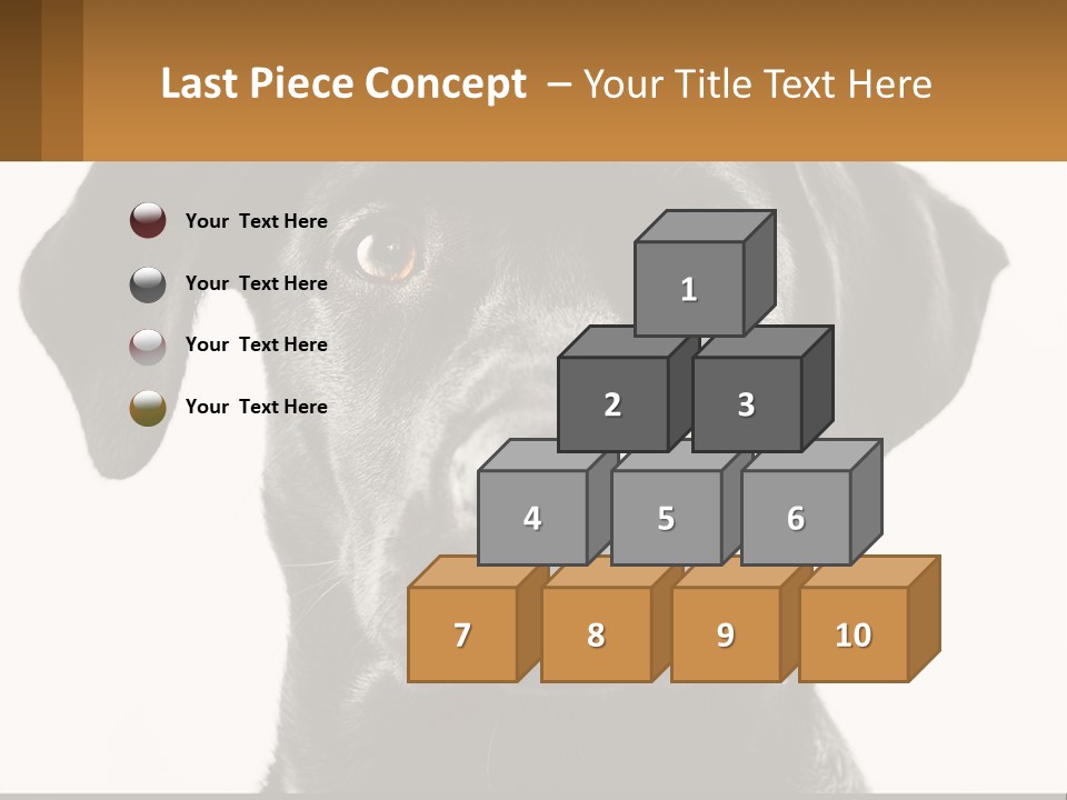A Black Dog Is Looking At The Camera PowerPoint Template