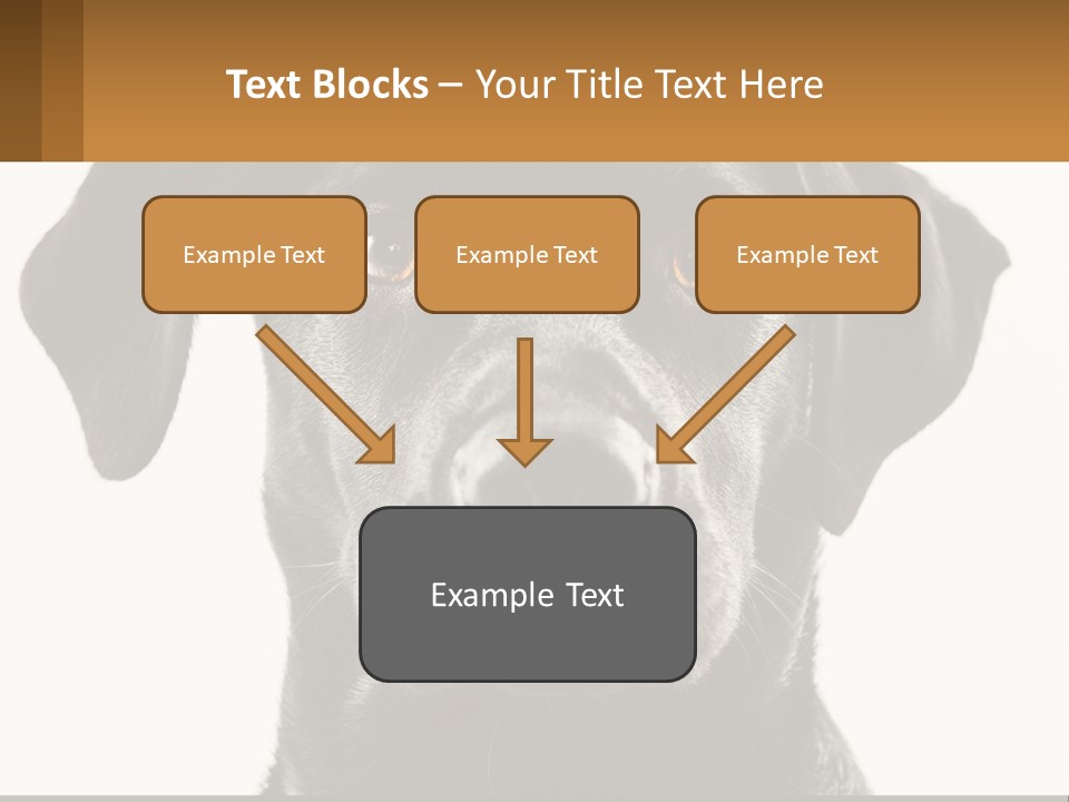 A Black Dog Is Looking At The Camera PowerPoint Template