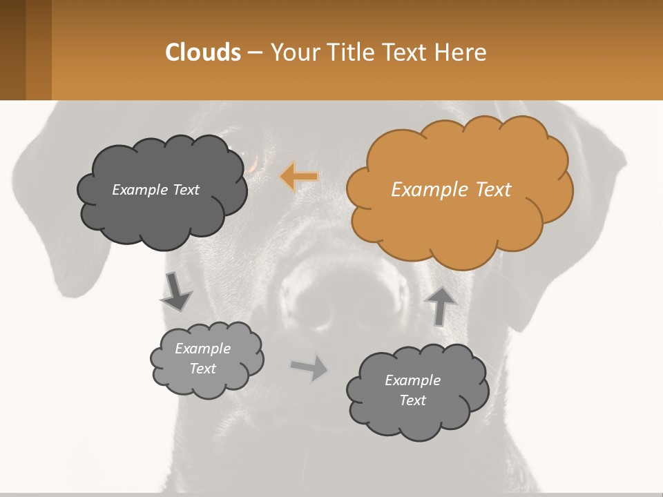 A Black Dog Is Looking At The Camera PowerPoint Template