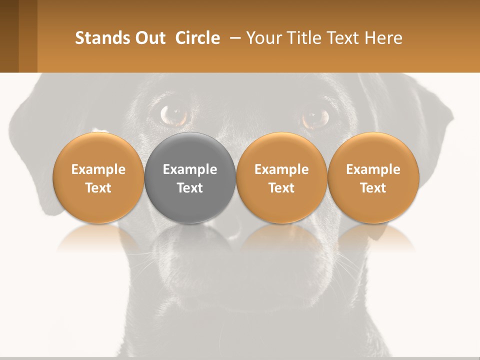A Black Dog Is Looking At The Camera PowerPoint Template