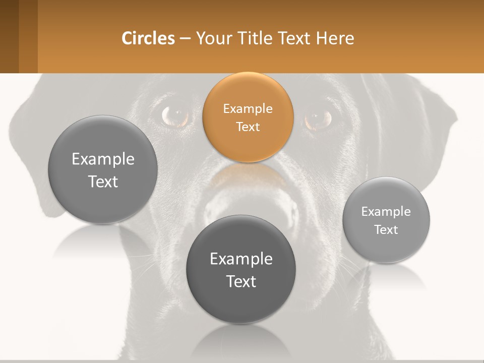 A Black Dog Is Looking At The Camera PowerPoint Template