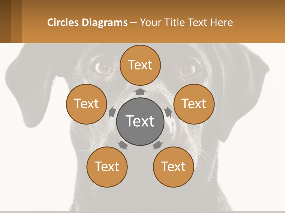 A Black Dog Is Looking At The Camera PowerPoint Template