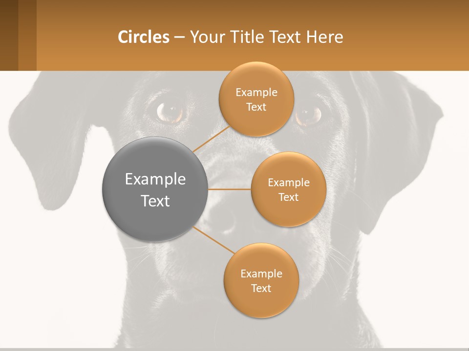 A Black Dog Is Looking At The Camera PowerPoint Template