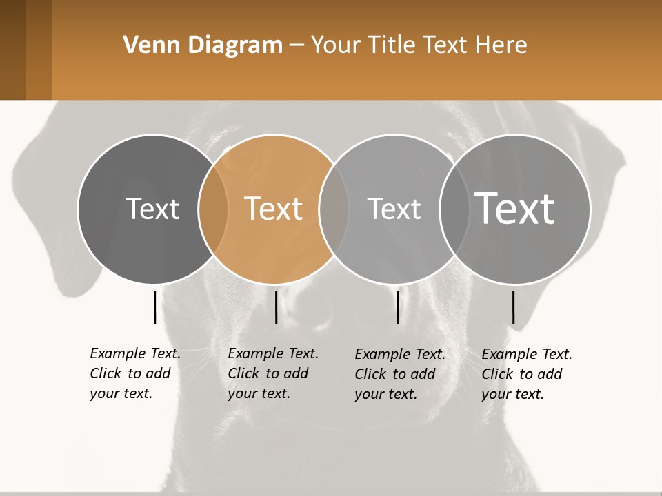 A Black Dog Is Looking At The Camera PowerPoint Template