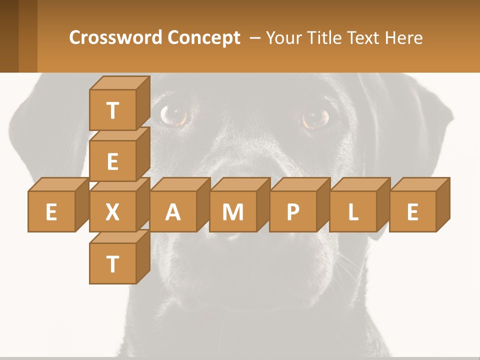 A Black Dog Is Looking At The Camera PowerPoint Template