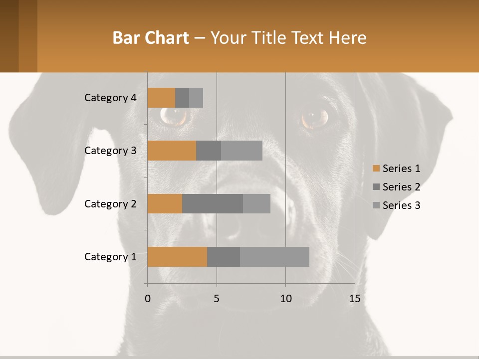 A Black Dog Is Looking At The Camera PowerPoint Template